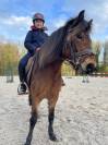 Belle Dartmoor de 7 ans 