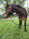 Belle Dartmoor de 7 ans 