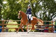 Chic Hongre 7 ans Hanovrien Dressage