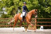 Chic Hongre 7 ans Hanovrien Dressage