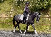 Très jolie jument KWPN de 7 ans Dressage 