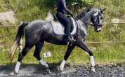 Très jolie jument KWPN de 7 ans Dressage 