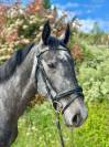Très jolie jument KWPN de 7 ans Dressage 