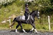 Très jolie jument KWPN de 7 ans Dressage 