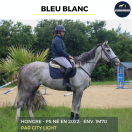 Gelding Thoroughbred For sale 2022 Grey