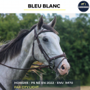 Gelding Thoroughbred For sale 2022 Grey