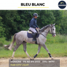 Gelding Thoroughbred For sale 2022 Grey