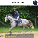 Gelding Thoroughbred For sale 2022 Grey