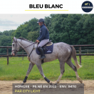 Gelding Thoroughbred For sale 2022 Grey