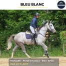 Gelding Thoroughbred For sale 2022 Grey