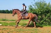 Hongre Anglo-Arabe 6 ans