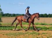 Hongre Anglo-Arabe 6 ans