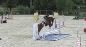 Hongre Anglo-Arabe 6 ans