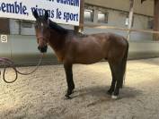 Cheval sport et loisir