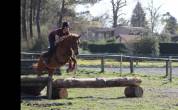 Poney Demi-sang arabe