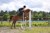 Poney Demi-sang arabe