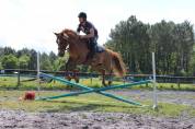 Poney Demi-sang arabe