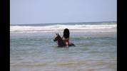 Poney Demi-sang arabe