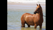 Poney Demi-sang arabe