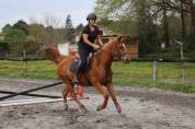 Poney Demi-sang arabe