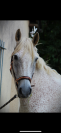 Te Quiero de Kervez Cheval 18 ans