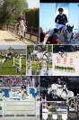 Jeune, belle et bonne jument obstacle 6 ans