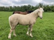 Palomino Irish Cob croisé