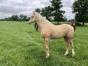 Palomino Irish Cob croisé