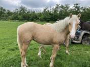 Palomino Irish Cob croisé