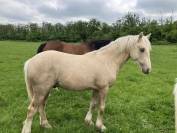 Palomino Irish Cob croisé