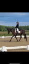 Jument pur race espagnole 