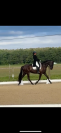 Jument pur race espagnole 