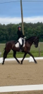 Jument pur race espagnole 
