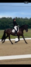 Jument pur race espagnole 