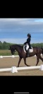 Jument pur race espagnole 