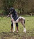Pouliche Welsh Part Bred