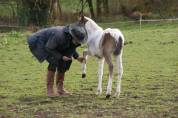 Pouliche Welsh Part Bred