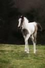 Pouliche Welsh Part Bred
