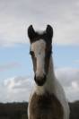 Pouliche Welsh Part Bred
