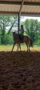 Cheval 