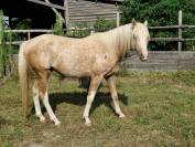 DSA, entier, 5ans, pie palomino