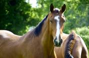 Caballo castrado Silla Francés En venta 2020 Bayo por ARMITAGE BOY