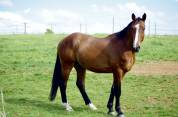 Caballo castrado Silla Francés En venta 2020 Bayo por ARMITAGE BOY