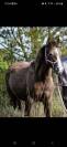 Poney oc inscriptible pfs