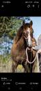 Poney oc inscriptible pfs
