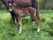 Joli poulain connemara/welsh cob