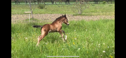 Joli poulain connemara/welsh cob