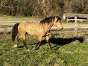 Joli poulain connemara/welsh cob
