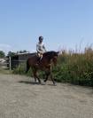 Hongre 4 ans 1m72