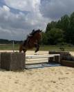 Hongre 4 ans 1m72